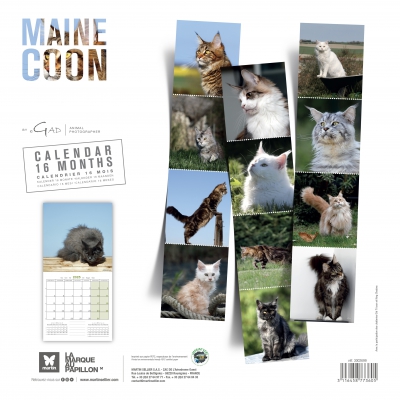 bk Calendrier chat 2025 - Maine Coon - Martin