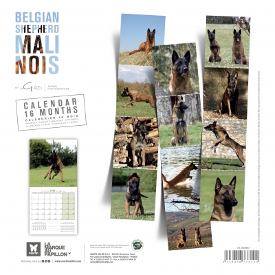 bk Calendrier chien 2025 - Berger Belge Malinois - Martin