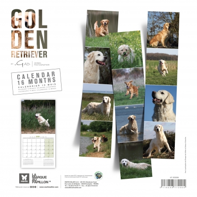 bk Calendrier chien 2025 - Golden Retriever - Martin