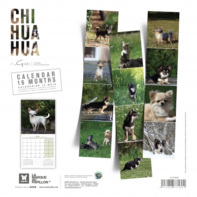 Calendrier chien 2025 - Chihuahua - Martin 1