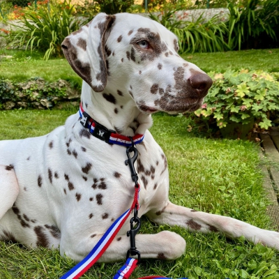 Collier Tricolore pour chien 9