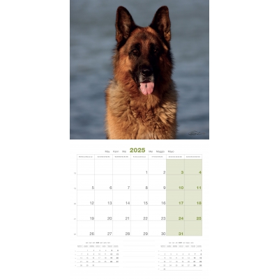 int Calendrier chien 2025 - Berger allemand - Martin