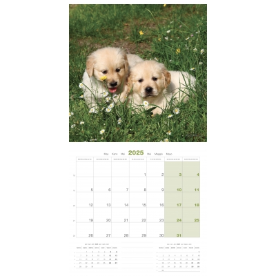 int Calendrier chien 2025 - Chiots - Martin