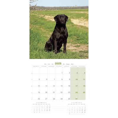 int Calendrier chien 2025 - Labrador - Martin