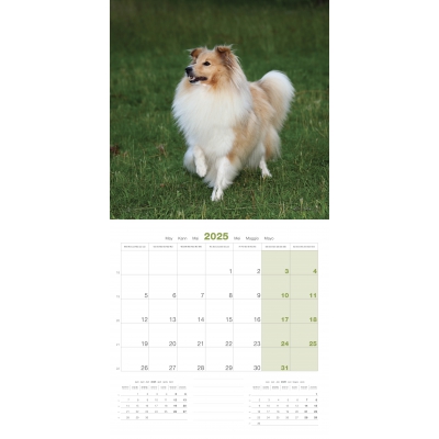 int Calendrier chien 2025 - Shetland - Martin