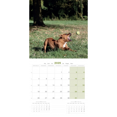 Int Calendrier chien 2025 - Stafford Shire Bull Terrier - Martin