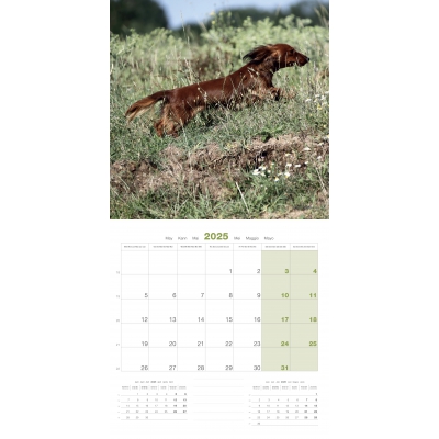 int Calendrier chien 2025 - Teckel - Martin