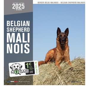 Calendrier chien 2025 - Berger Belge Malinois - Martin