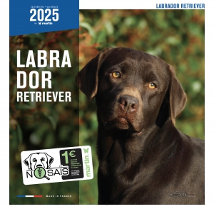 Calendrier chien 2025 - Labrador - Martin