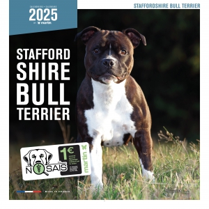 Calendrier chien 2025 - Stafford Shire Bull Terrier - Martin