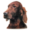 Irish Setter Sticker - 15cm