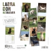 bk Calendrier chien 2025 - Labrador - Martin