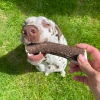 Bois de cerf entier pour chien 9