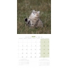 Calendrier 2025 - Chatons - Martin 2