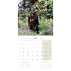 Calendrier chien 2025 - Cavalier King Charles - Martin 2