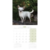 Calendrier chien 2025 - Chihuahua - Martin 2