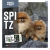 Calendrier chien 2025 - Spitz - Martin