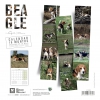 Int Calendrier chien 2025 - Beagle - Martin