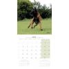 int Calendrier chien 2025 - Berger Belge Malinois - Martin