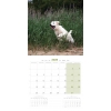 int Calendrier chien 2025 - Golden Retriever - Martin