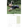 int Calendrier chien 2025 - Yorkshire - Martin