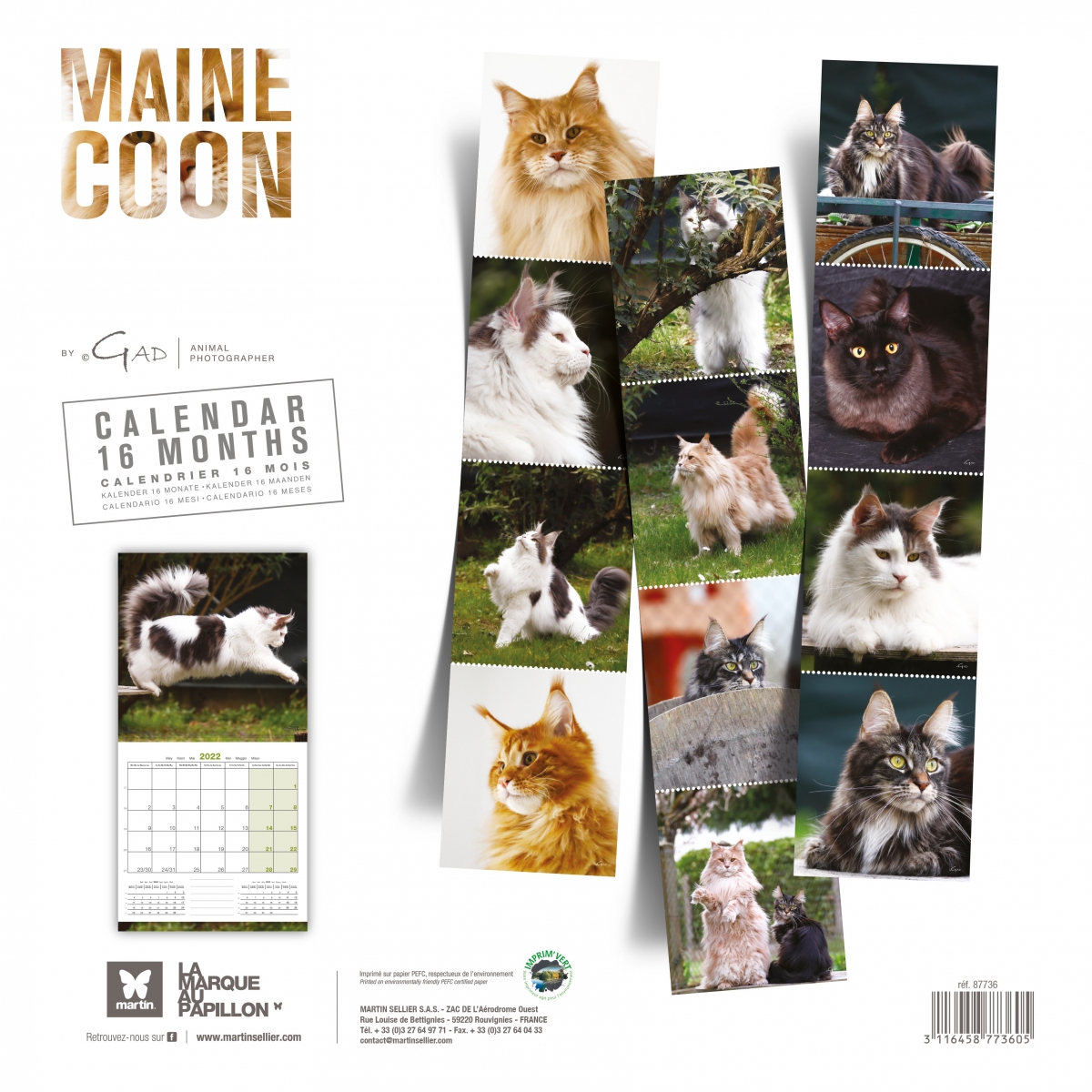 Maine Coon - 2024 dog calendar - Martin Sellier