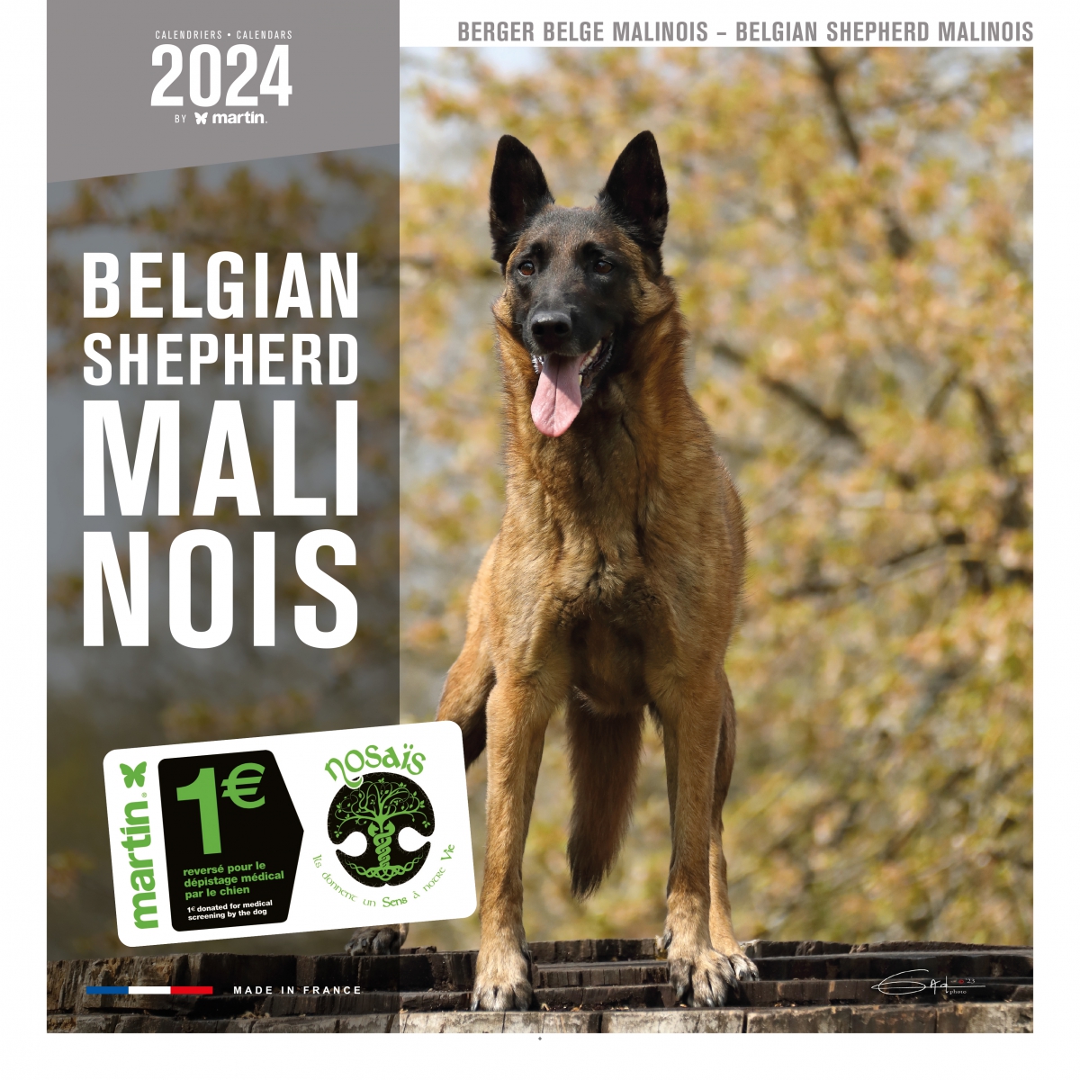 Race de chien : Berger belge malinois - Tout Chien le Magazine