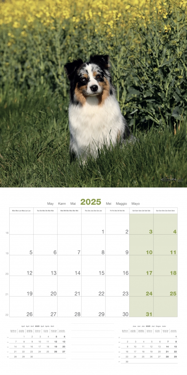 Berger Australien 2025 dog calendar Martin