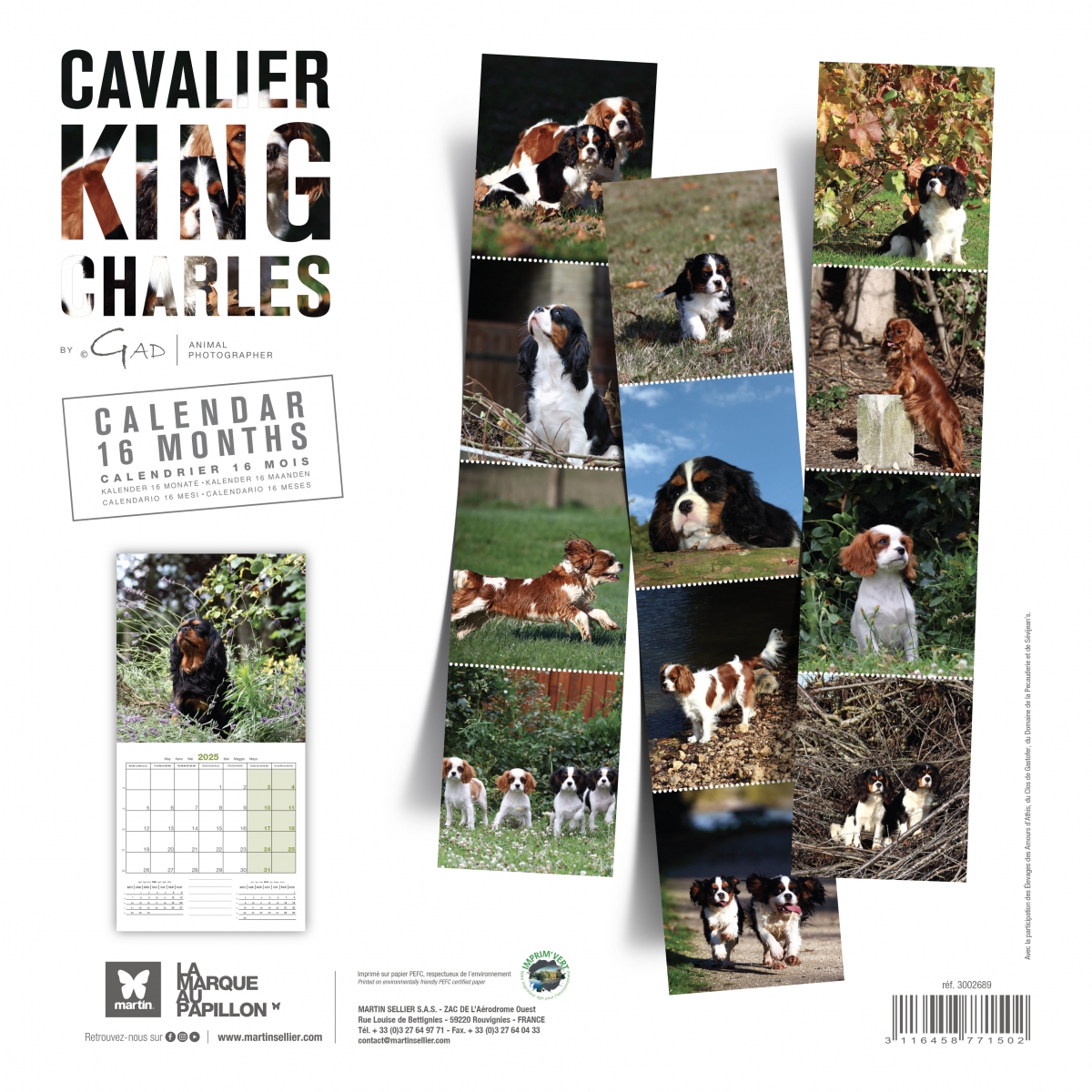 Cavalier King Charles calendrier chien 2025 Martin